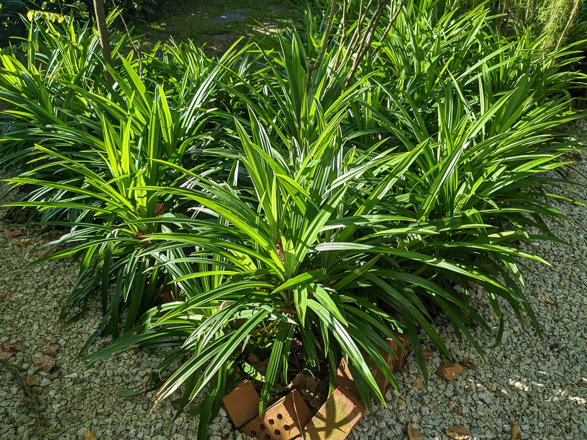 Feuilles de pandan pour la poudre de pandan 100 % naturelle en vrac de Big Moca